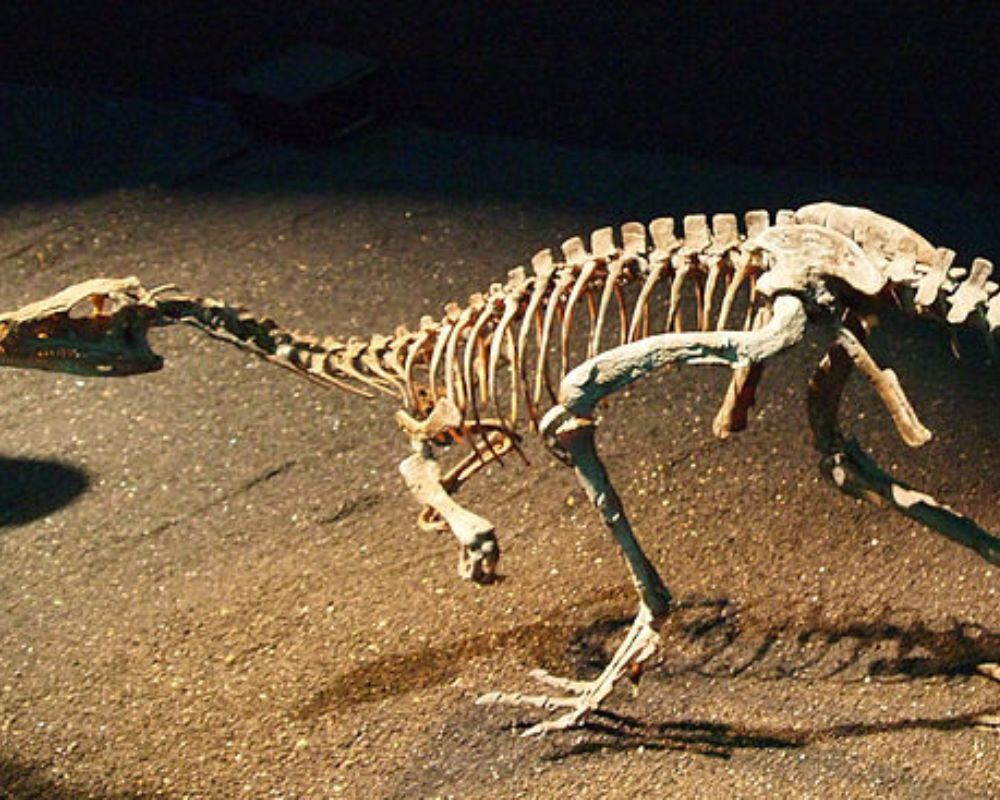 Eoraptor restoration