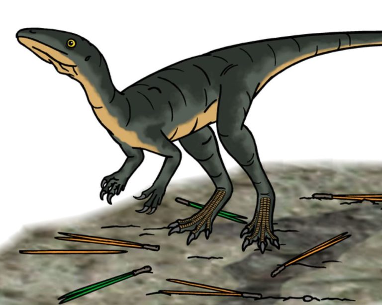 Uncovering The Saltopus, A Surprisingly Common Dino