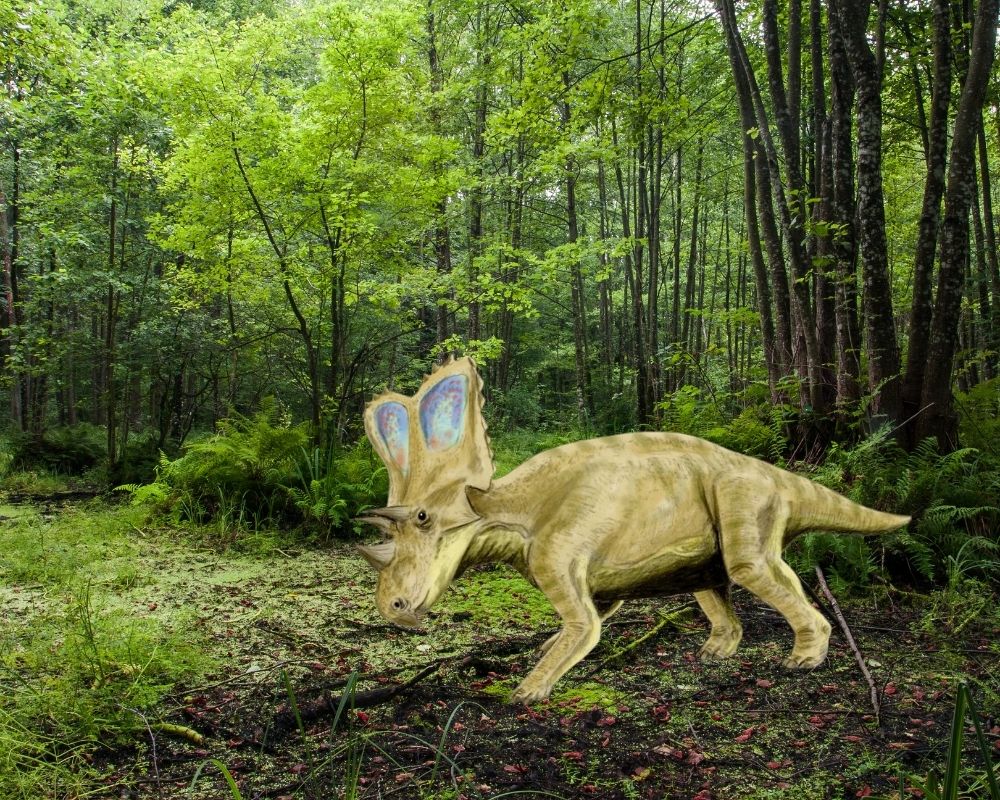 Chasmosaurus reconstruction