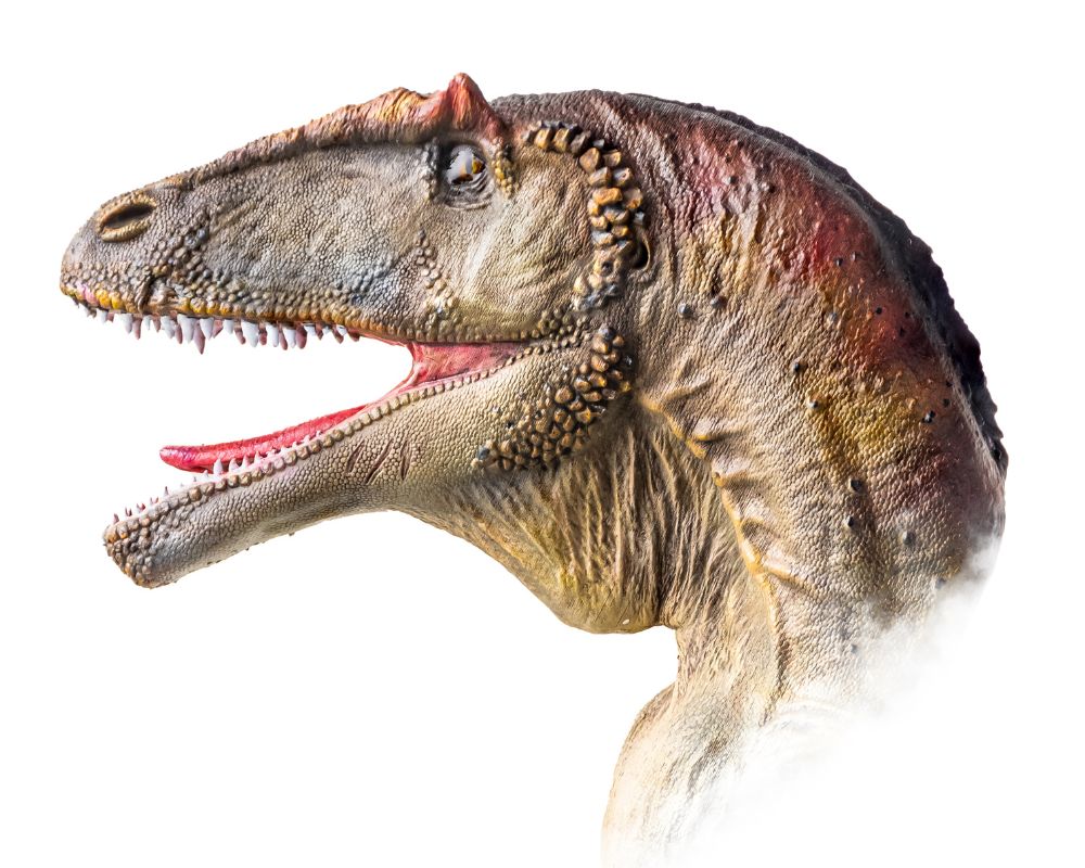 Carcharodontosaurus' head