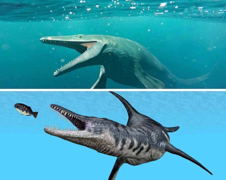 Seeking Out The Liopleurodon In The Jurassic Seas