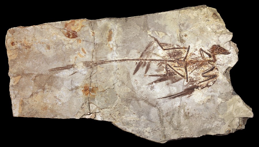 What Is the Difference Between an Archaeopteryx and a Microraptor?