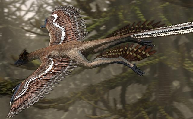 Is a Microraptor Related to a Velociraptor?