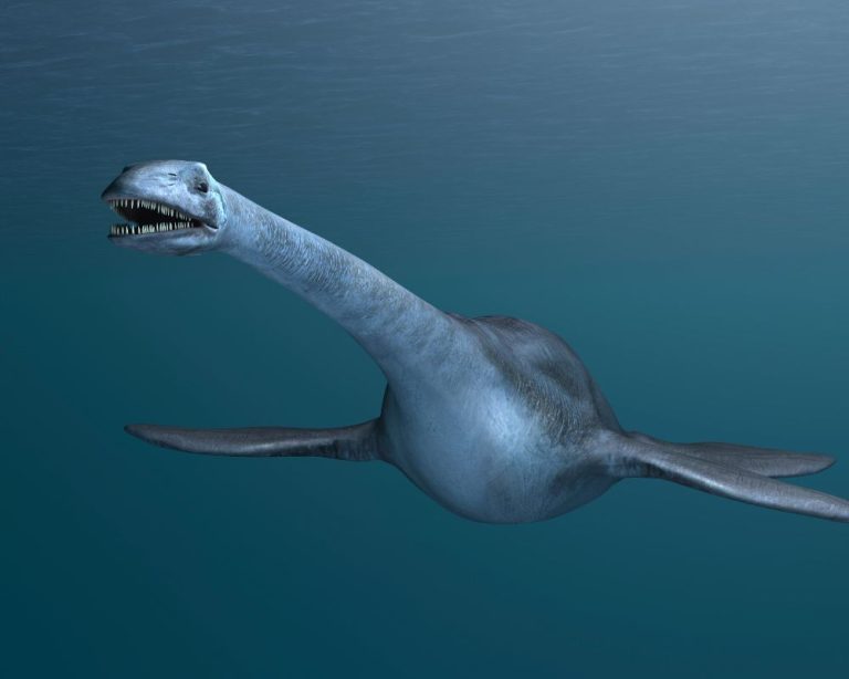 It's A Battle Of Elasmosaurus Vs. Liopleurodon!