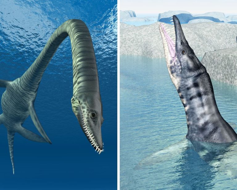 It's A Battle Of Elasmosaurus Vs. Liopleurodon!