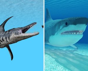 Liopleurodon Vs. Megalodon: Battling For The Crown