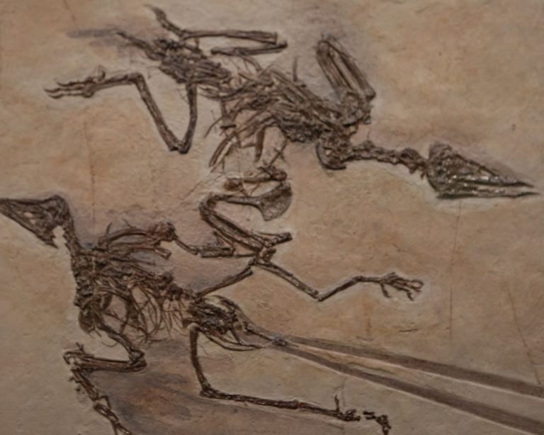 Archaeopteryx intelligence overview