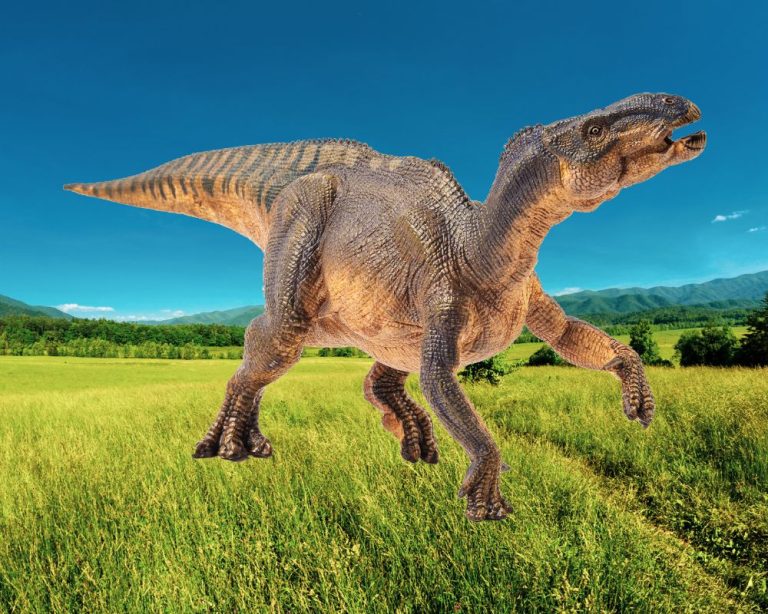 Iguanodon A Dino That Grew Fast Dino Digest