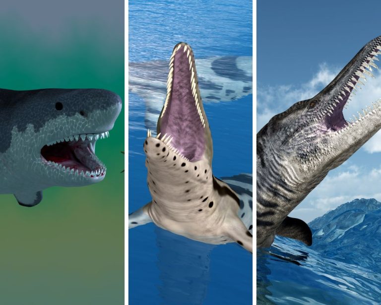 Megalodon Vs. Predator X Vs. Liopleurodon