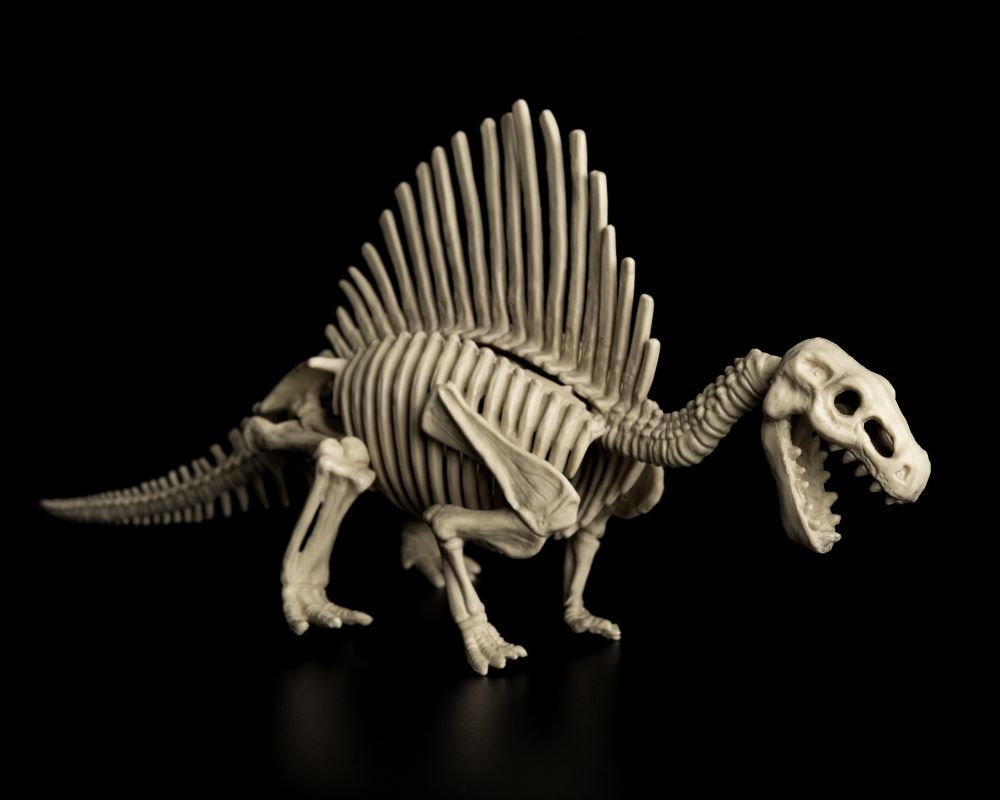 Spinosaurus skeleton