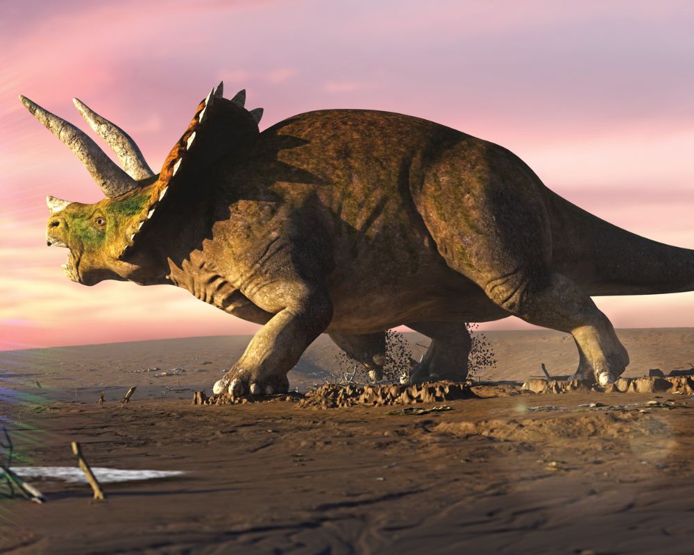 Styracosaurus Vs. Sinoceratops: A Fight Of Rhino-like Dinos