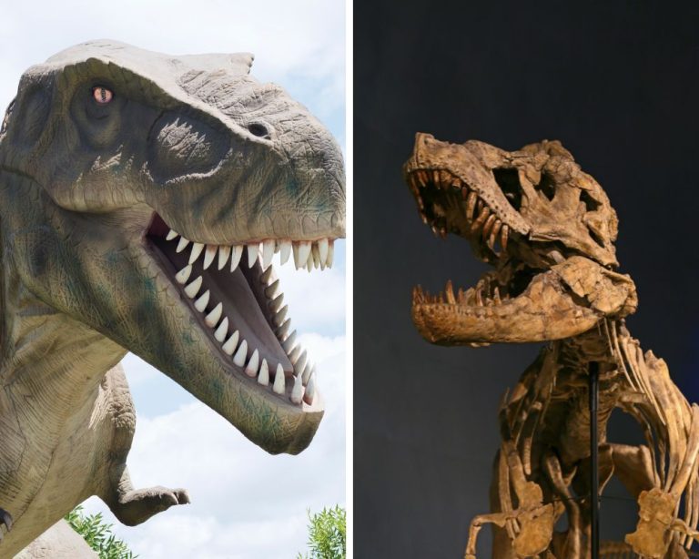 Tyrannosaurus Rex Vs. Tarbosaurus: A Family Fight