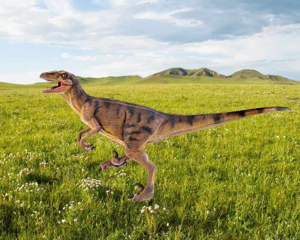 Deinonychus  Yale Peabody Museum