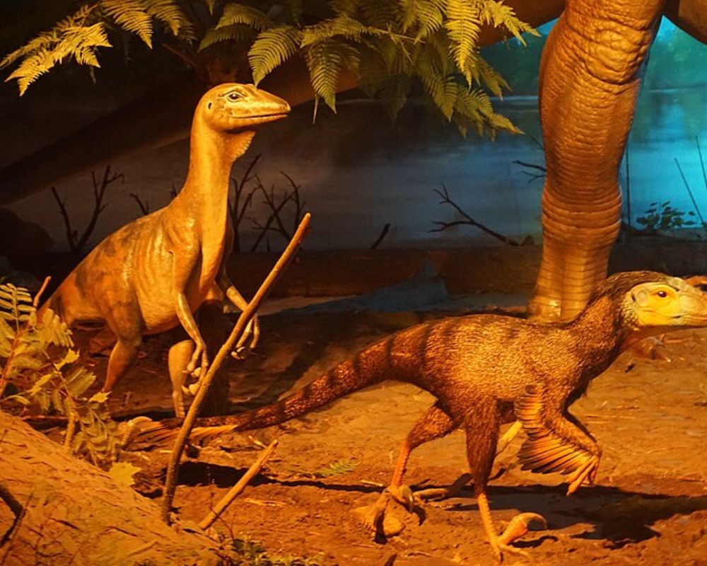Different kinds of Dromaeosauruses