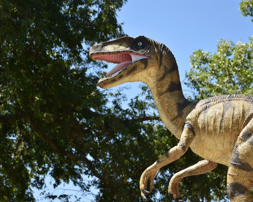 Velociraptor 